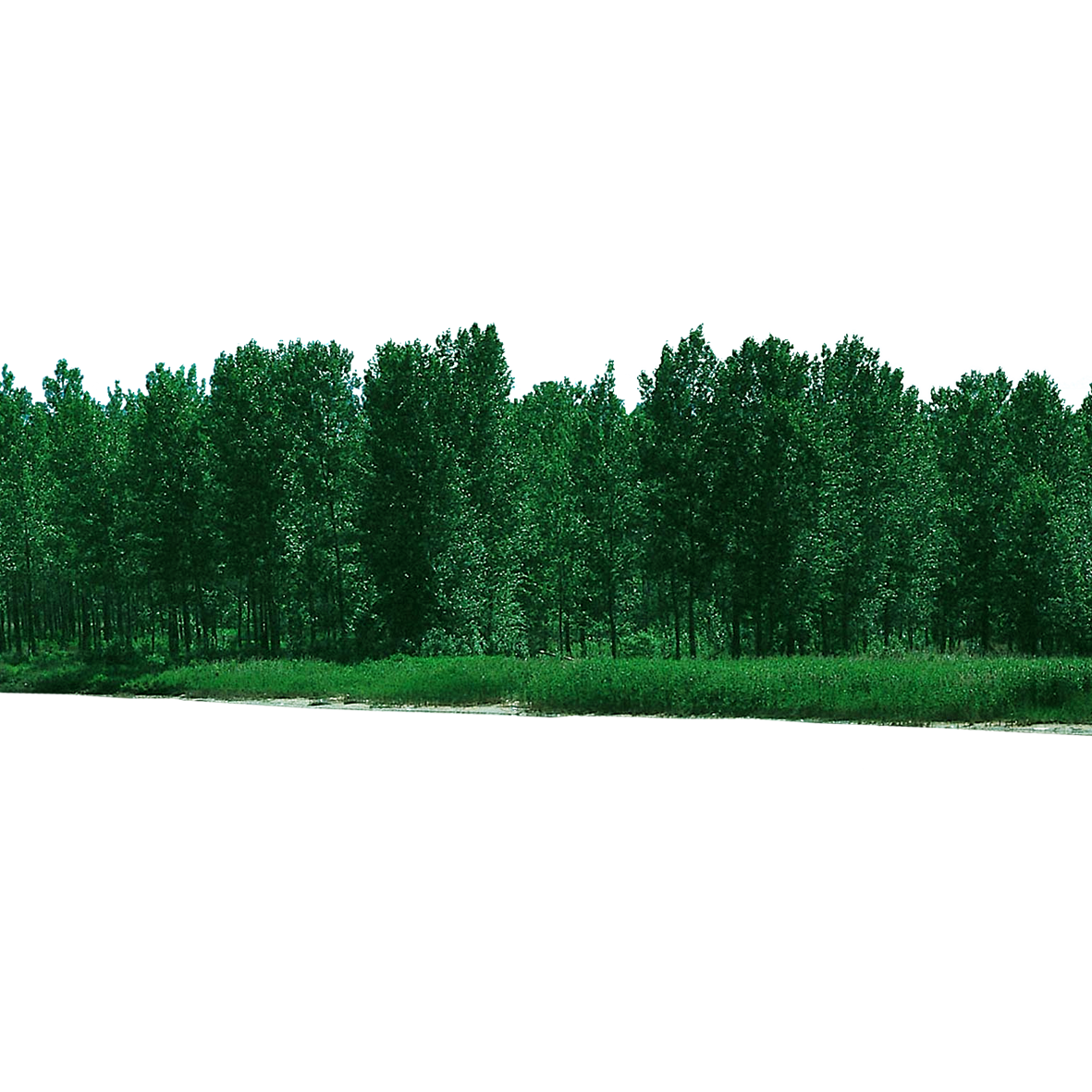 Forest Free Download PNG