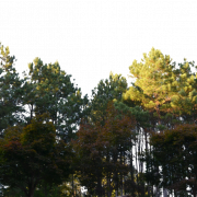 Forest PNG Clipart
