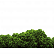 Forest PNG File