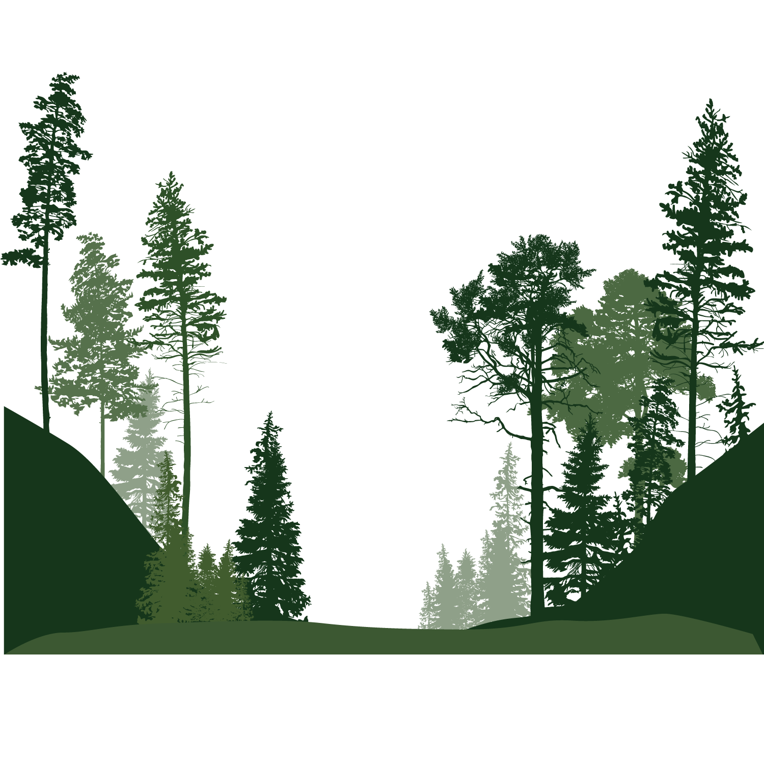 Forest PNG Image File