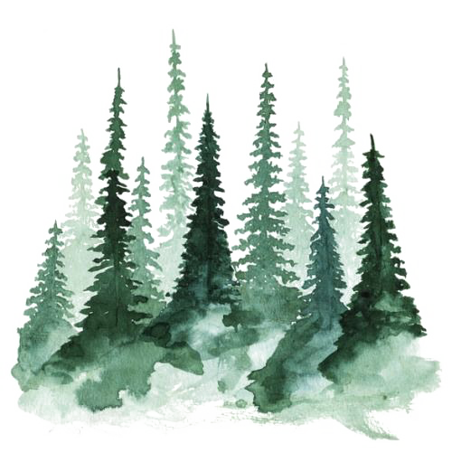 Forest PNG Pic