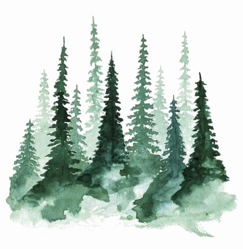 Forest PNG Transparent HD Photo