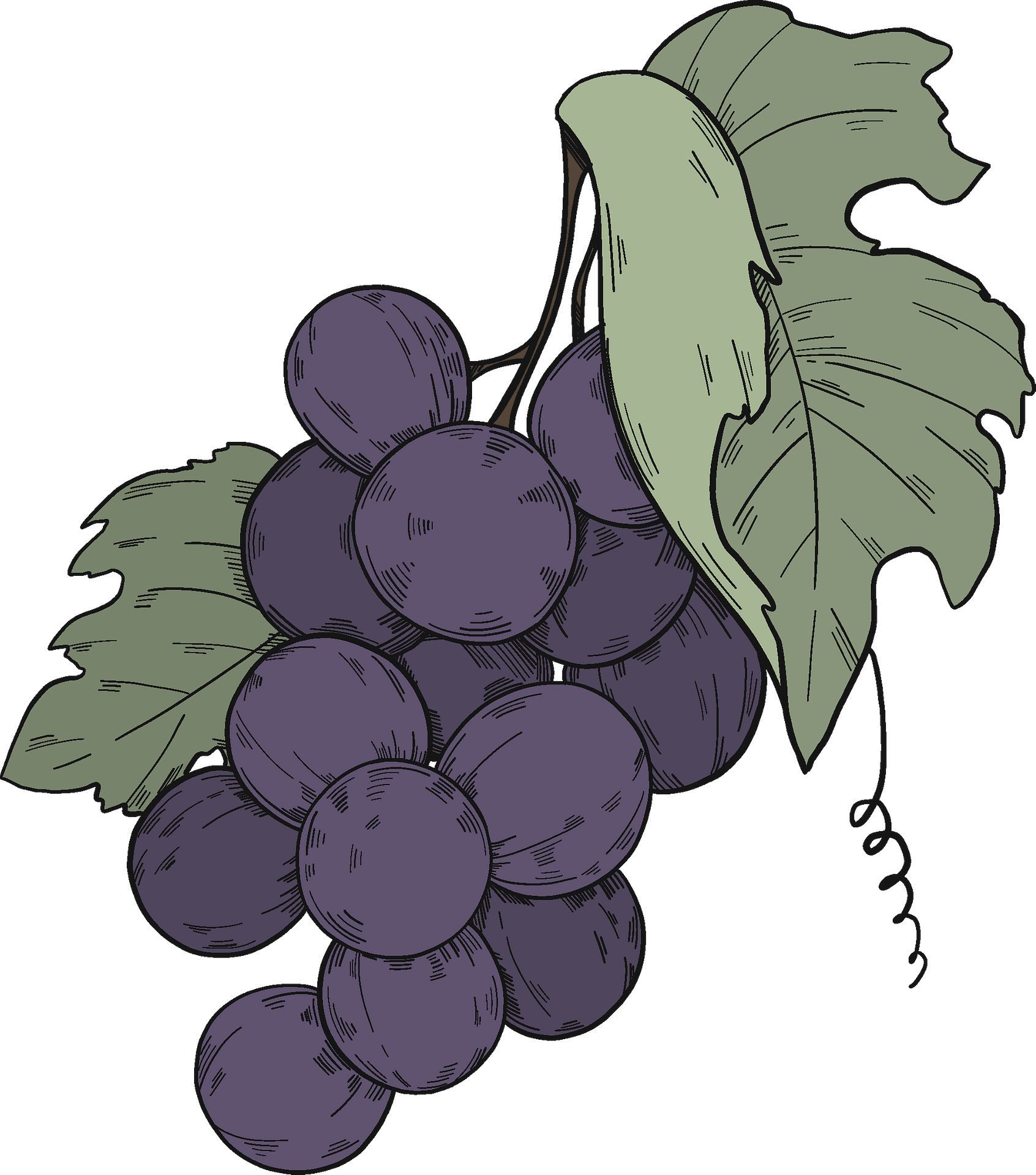 Black Grapes PNG Cutout
