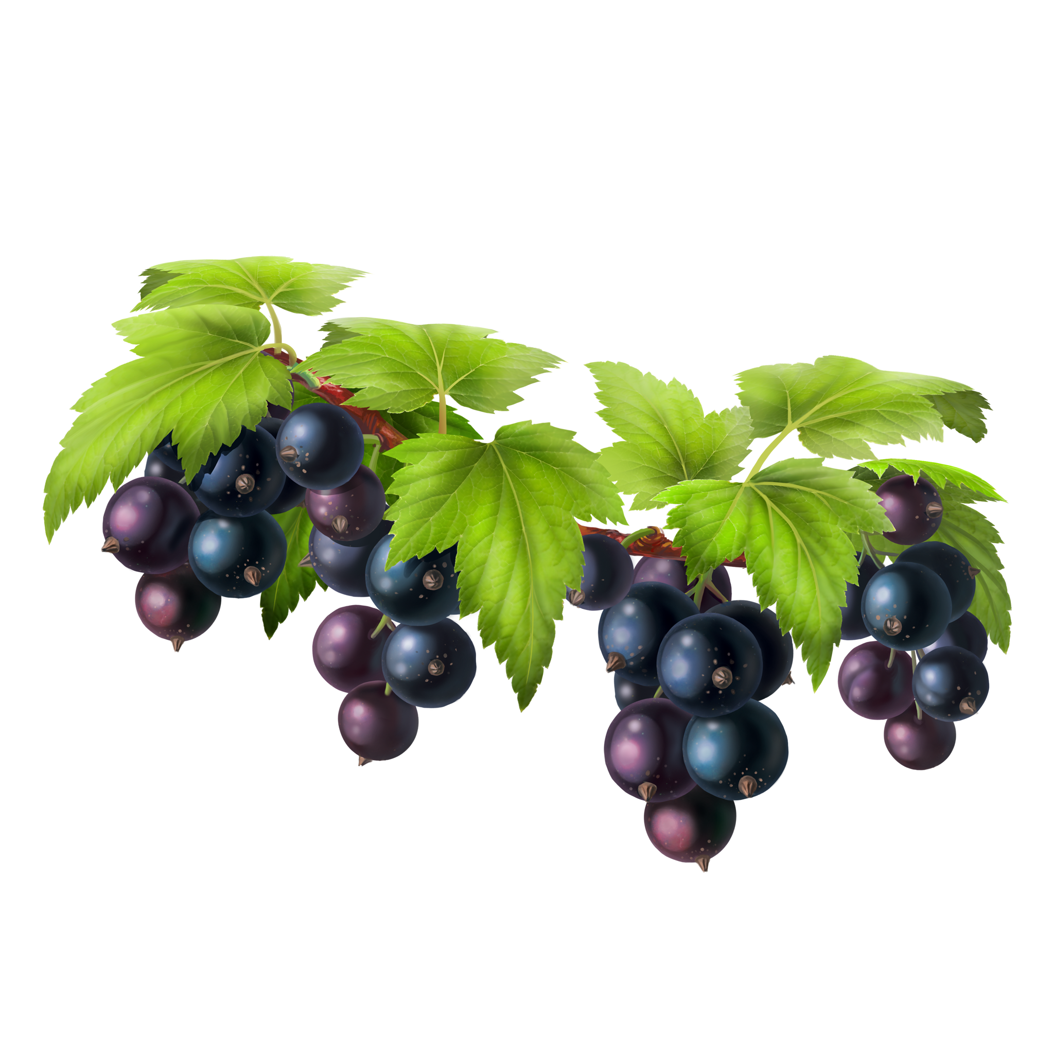 Black Grapes PNG Image HD