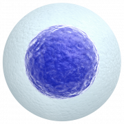 Fond de cellules corporelles PNG