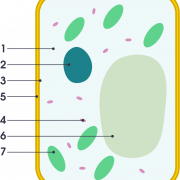 Walang background ang Body cell