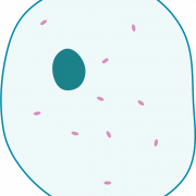 خلية الجسم PNG