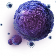 Contexte PNG de cellules corporelles
