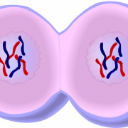 خلية الجسم PNG قصاصات فنية
