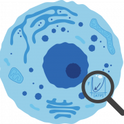 Body cell PNG cutout