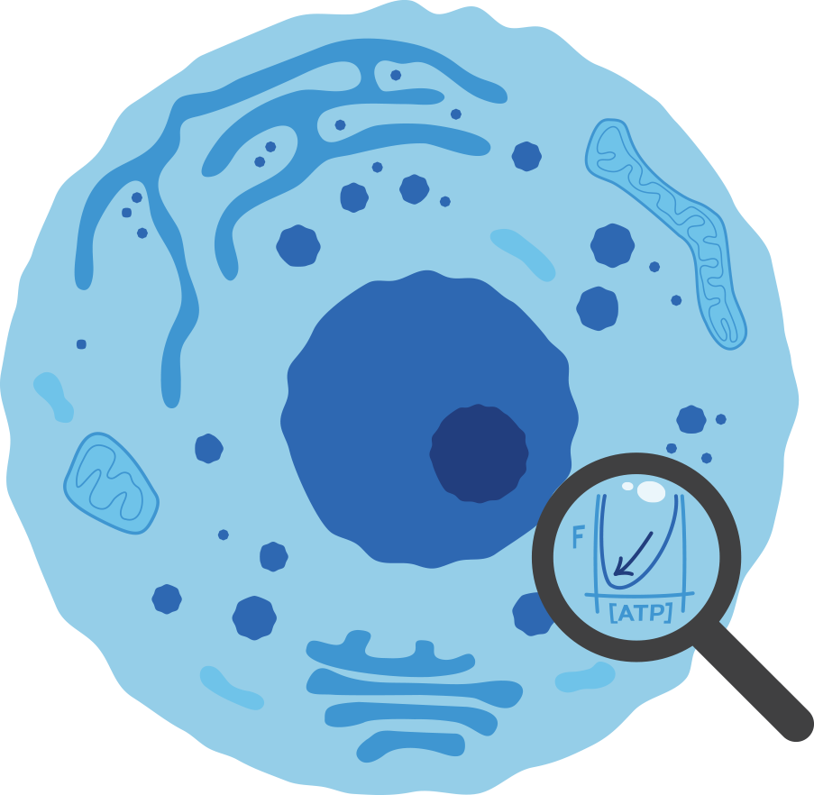 Body Cell PNG Cutout