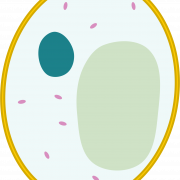 Body Cell PNG File