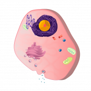 Клетка тела PNG бесплатное изображение