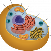 Imagem PNG de células corporais
