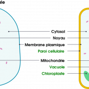 Body Cell PNG Image File