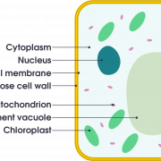 Immagini PNG della cellula del corpo