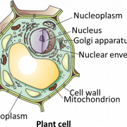 Body Cell Png Pic