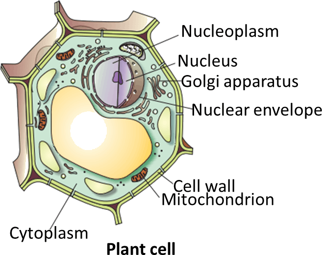 Body Cell PNG Pic