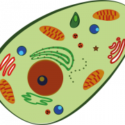 Image PNG de cellules corporelles