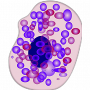 Вектор клеток тела