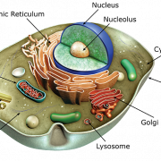 Body Cell Vector Hintergrund PNG