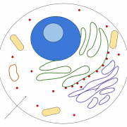 Ang body cell vector png