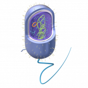 Вектор клеток тела PNG