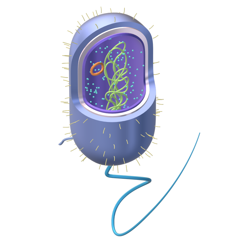 Body Cell Vector PNG Background