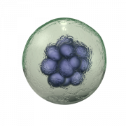 Body Cell Vector PNG File