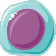Body Cell Vector PNG HD Image