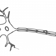 Вектор клеток тела PNG