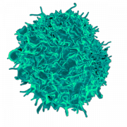Imagem fotográfica do vetor de células corporais