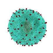 Foto PNG vettoriale delle cellule del corpo