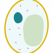 Body Cell Vector PNG Pic