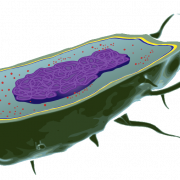 Imagen de vector de células corporales PNG