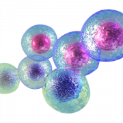 Vector de células corporales transparentes