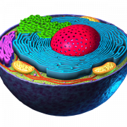 PNG trasparente vettoriale delle cellule corporei