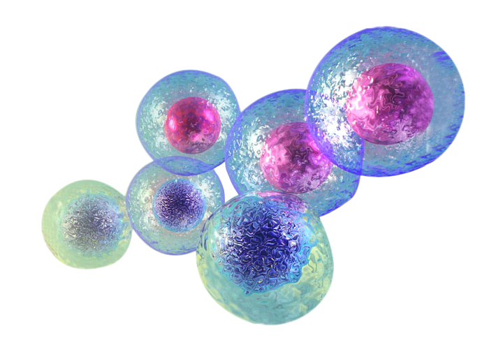 Body Cell Vector Transparent