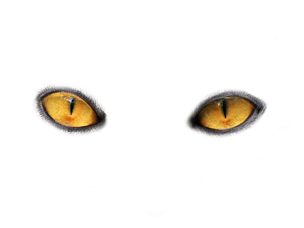 Cat Eyes PNG HD Image