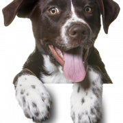 Imágenes de PNG de mascota de perro