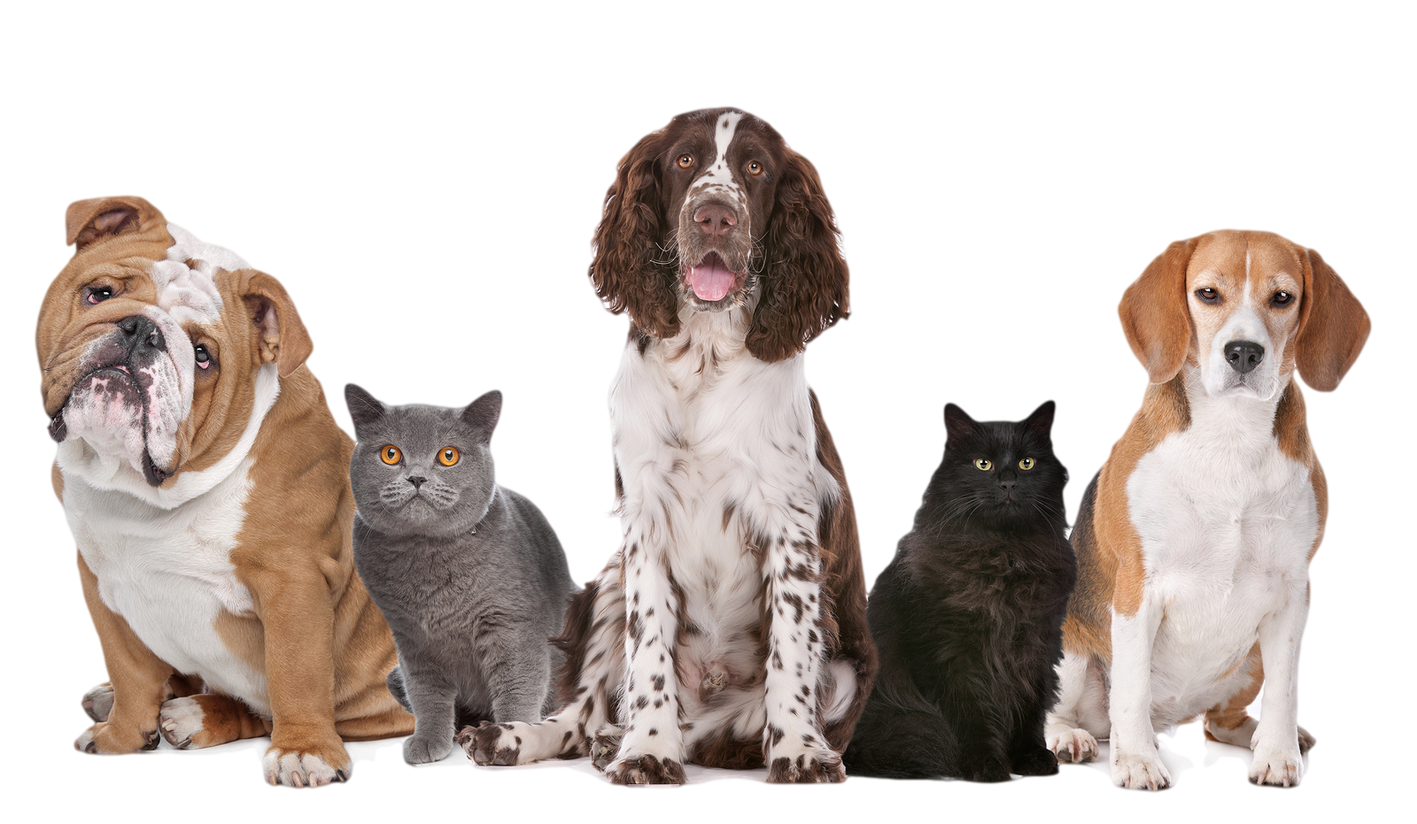Pet PNG Clipart Background