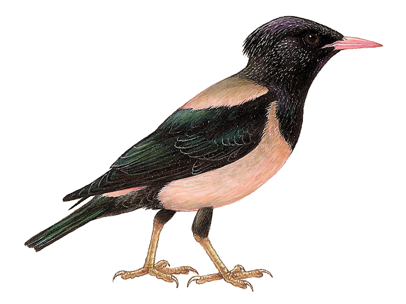 Starling Burung PNG Clipart