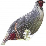 Starling Bird PNG File