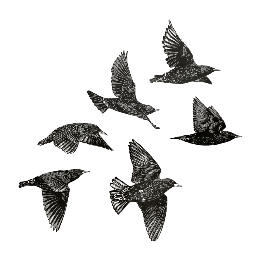 Starling Bird PNG Free Image