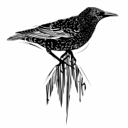 Starling Bird PNG Image File