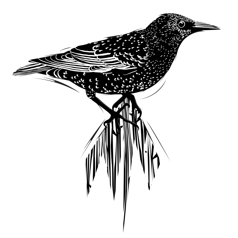 Starling Bird PNG Image File