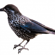 Starling Bird PNG Image HD