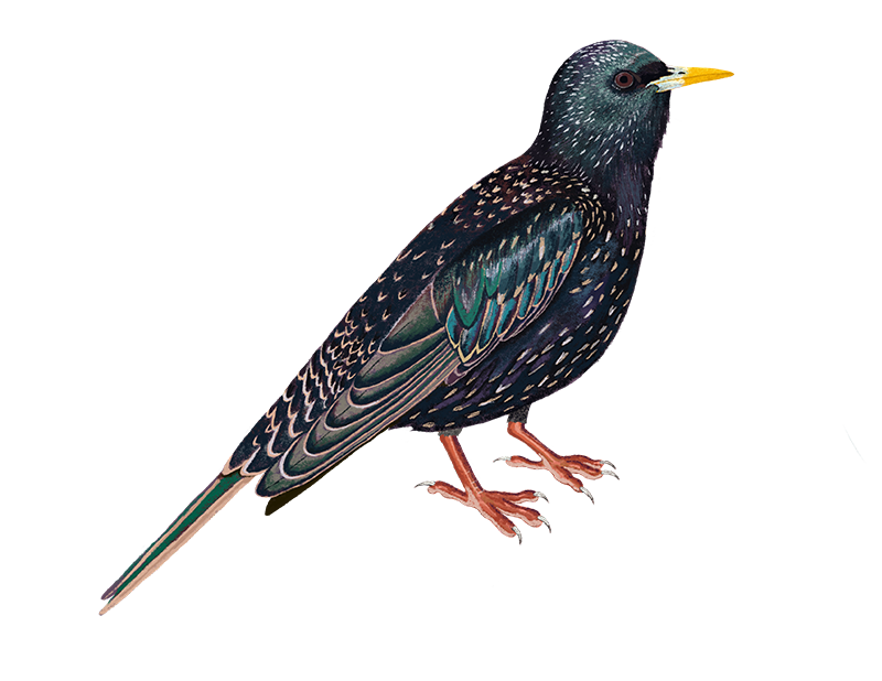 Starling Bird PNG Image