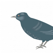 Starling Bird PNG Images