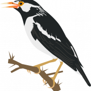 Starling Bird PNG Photo